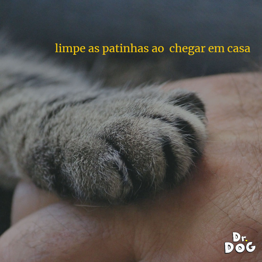 Shampoo  Banho Seco Cachorro Gato hipoalergenico Dr. Dog Limpa Patinhas Pratico