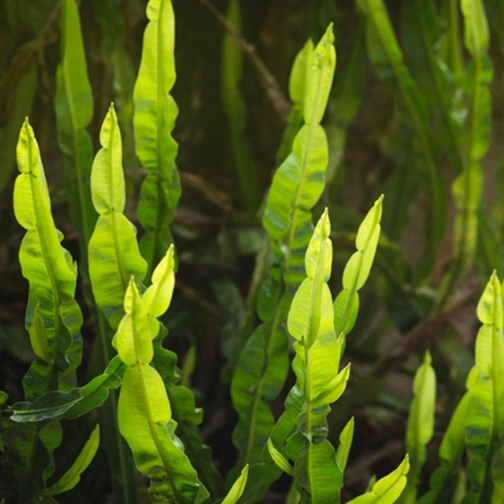 Chá de Carqueja Amarga - Baccharis genistelloides persoon - 100g