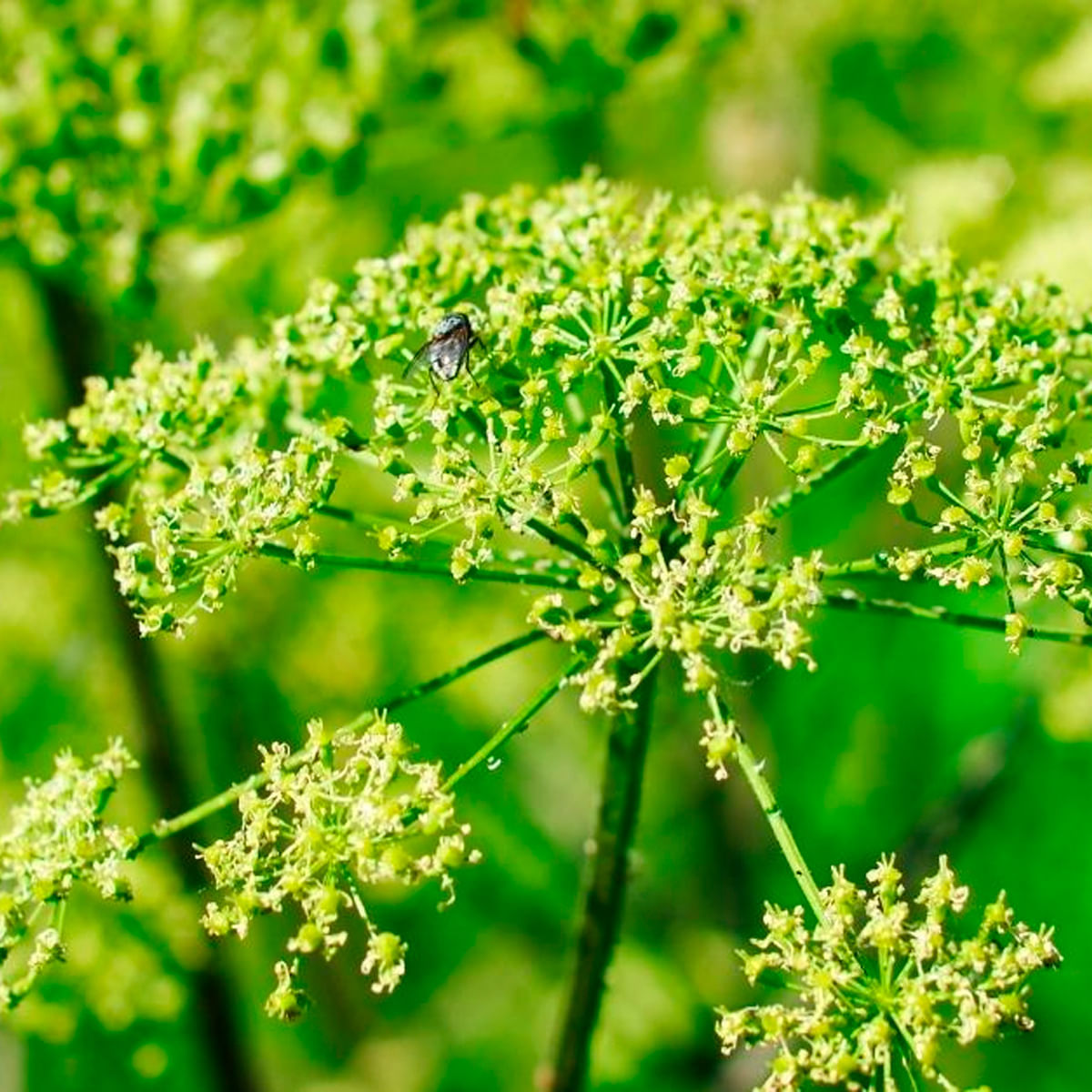 Chá de Angélica - Angelica sylvestris - 100g