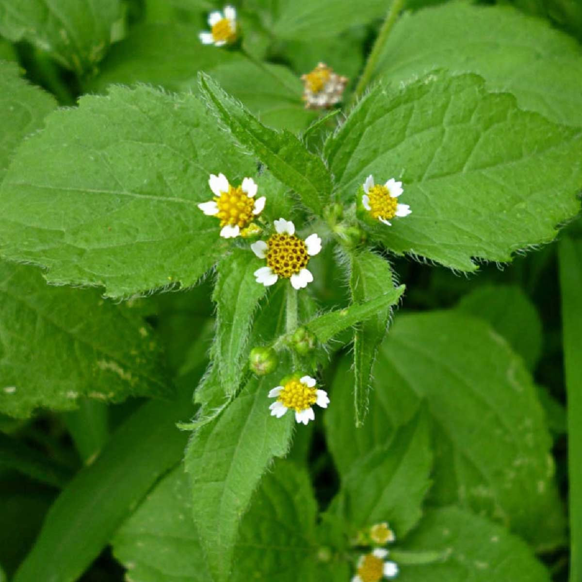 Chá de Picão Branco - Galinsoga Parviflora Cav. - 50g