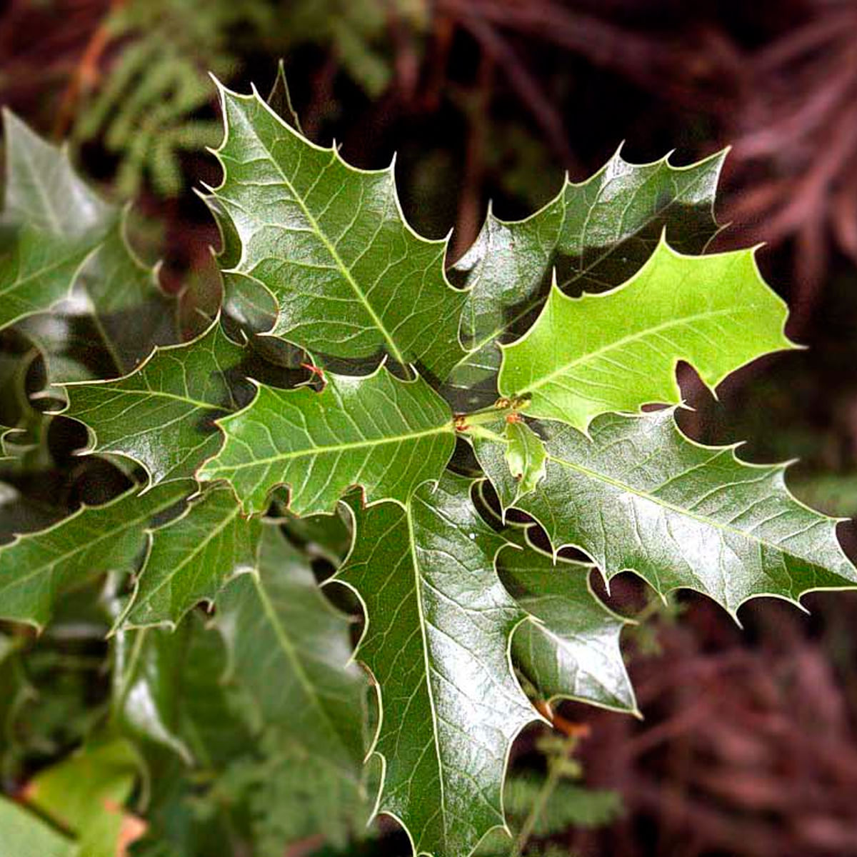 Chá de Espinheira Santa - Maytenus spp - 100g