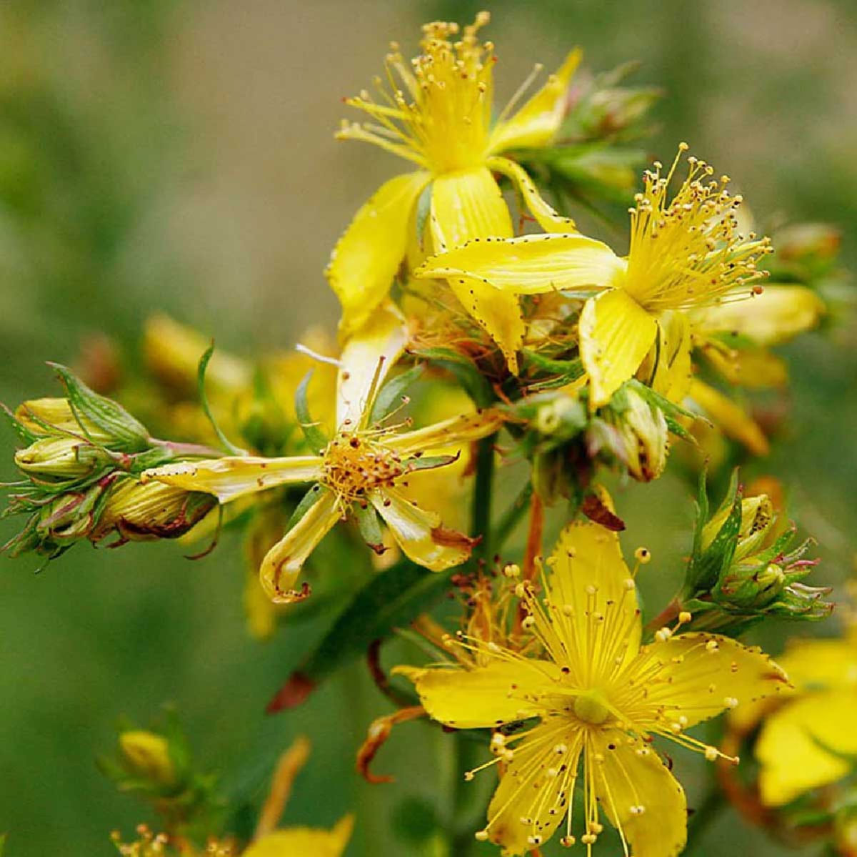 Chá de Hipérico - Erva de São João - Hypericum Perforatum L. - 50g