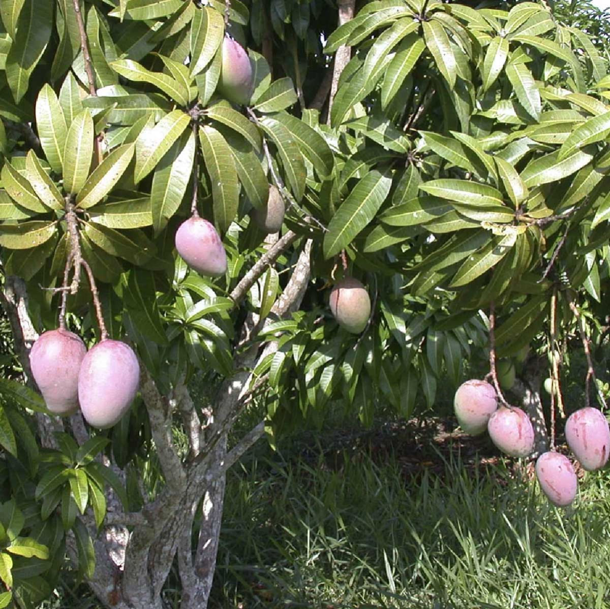 Chá de Folha de Manga - Mangifera Indica - 50g