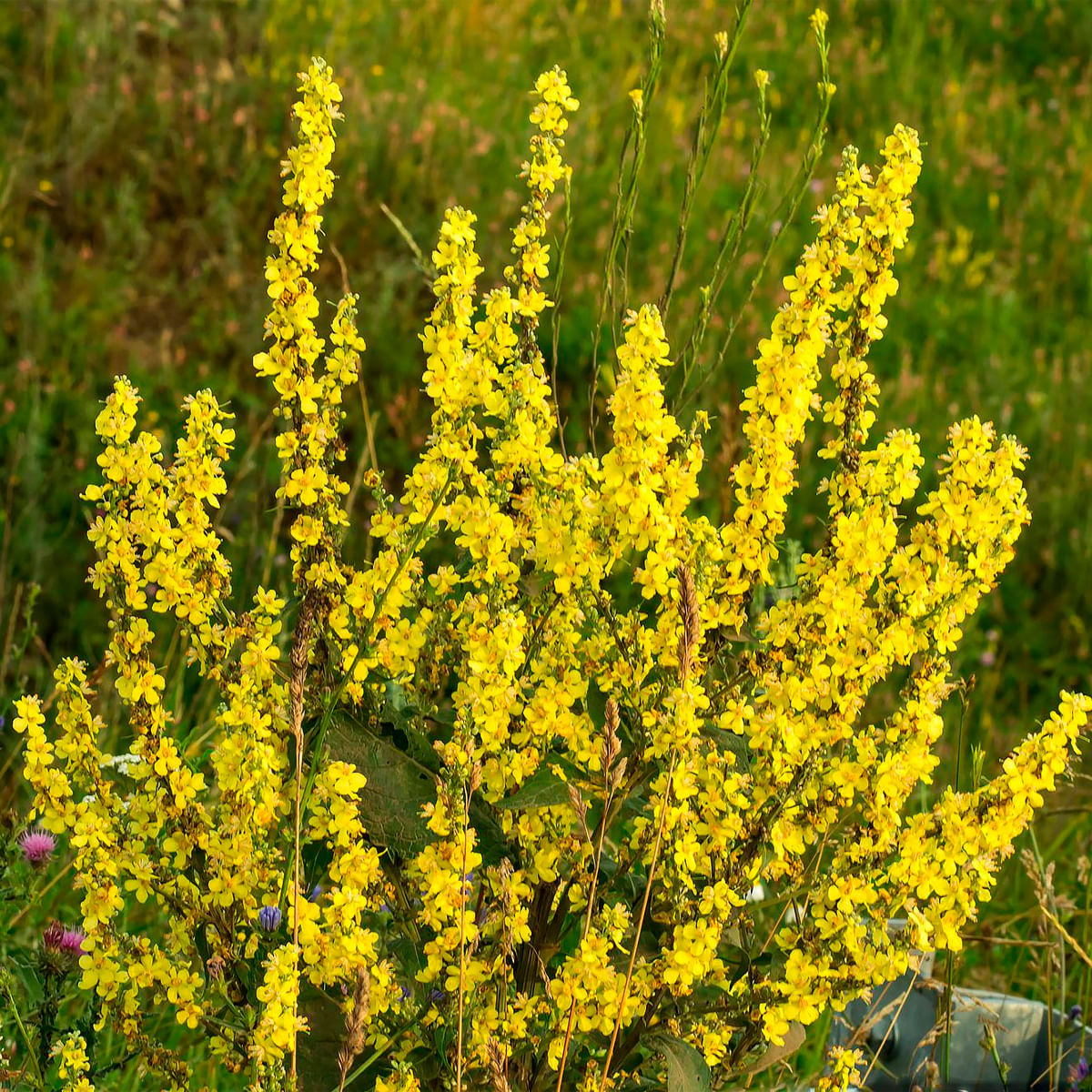 Chá de Verbasco - Verbascum Thapsus - 50g