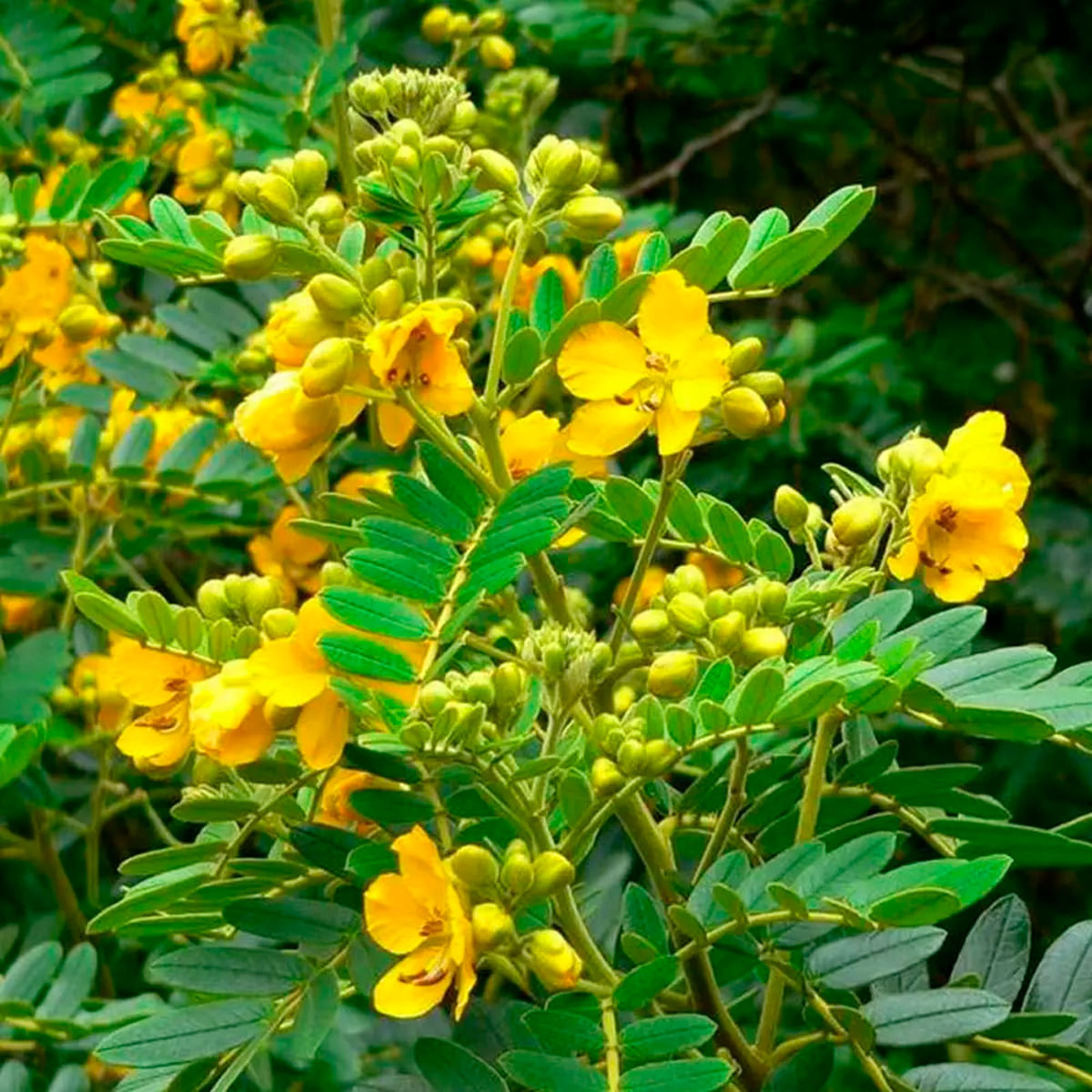 Chá de Sene - Cassia angustifolia Vahl - 100g