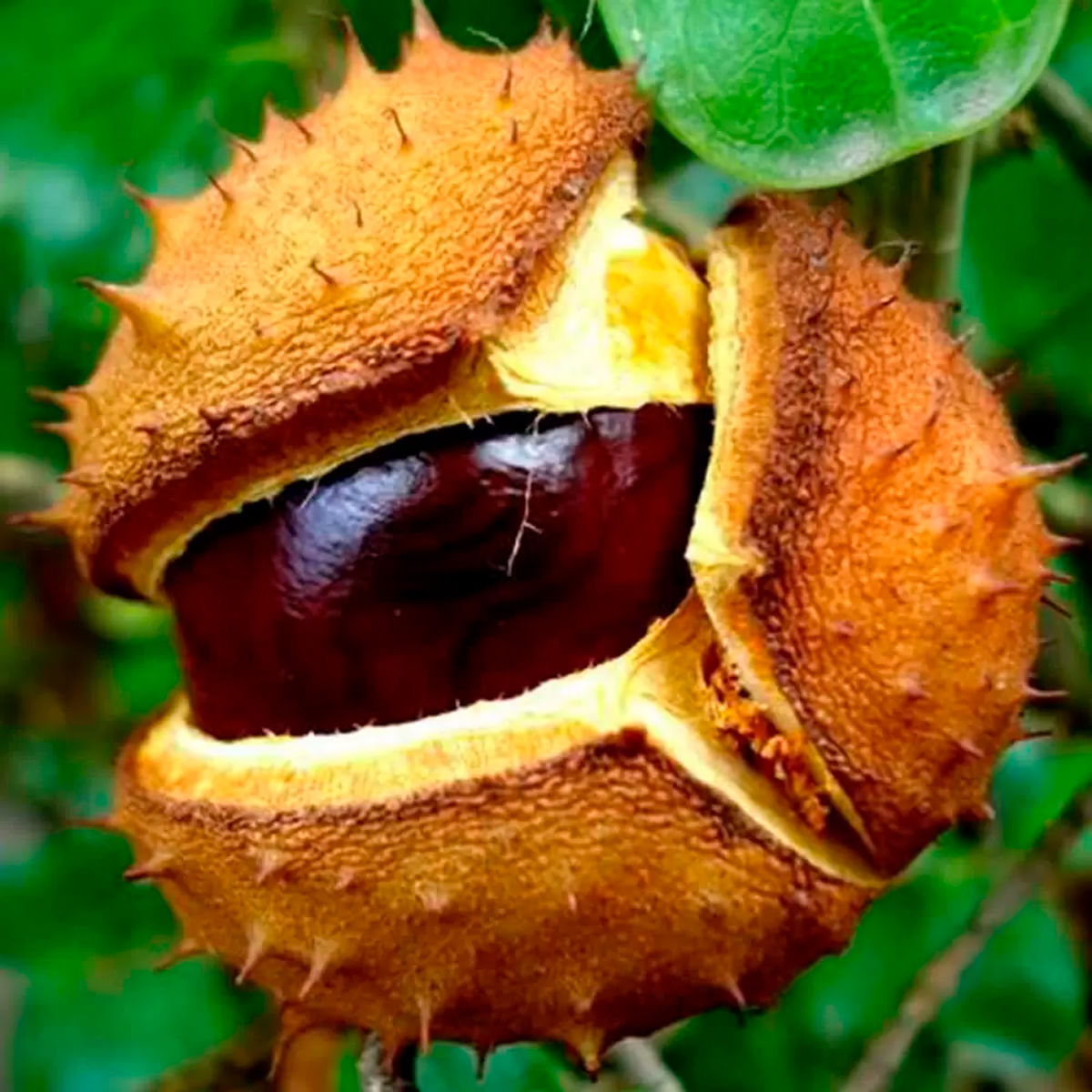 Chá de Castanha da Índia - Aesculus Hippocastanum L. - 100g