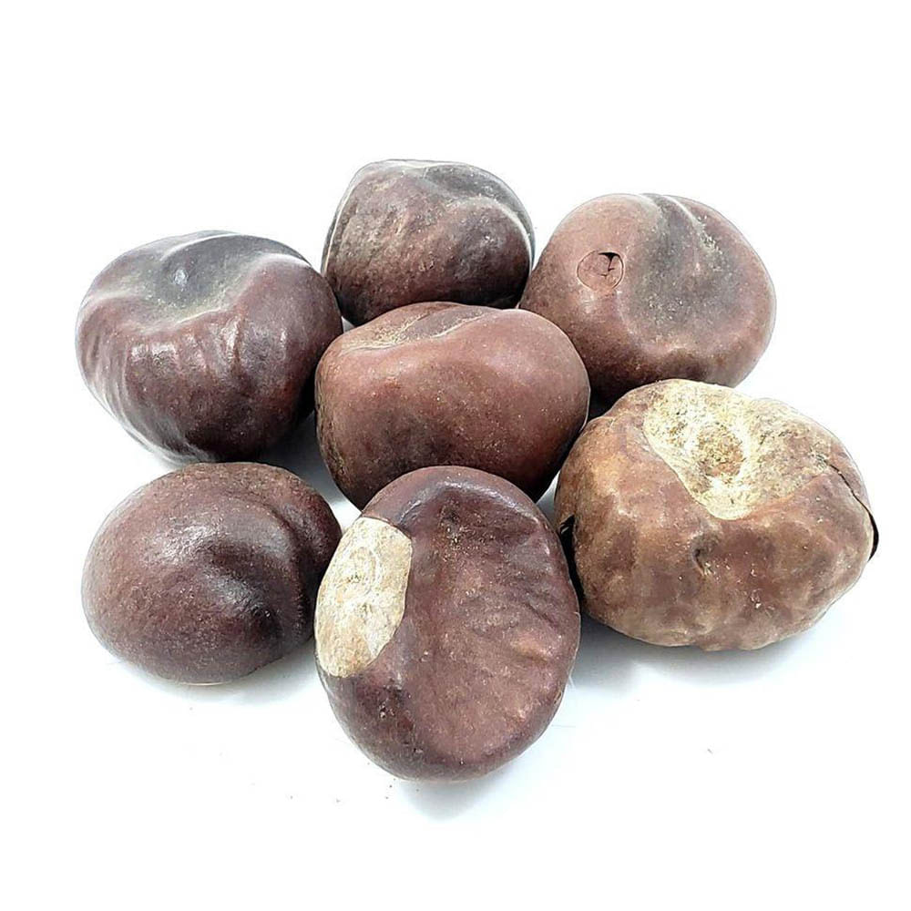 Chá de Castanha da Índia - Aesculus Hippocastanum L. - 100g