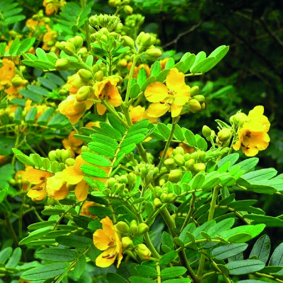 Chá de Sene - Folículo - Cassia Angustifolia - 100g