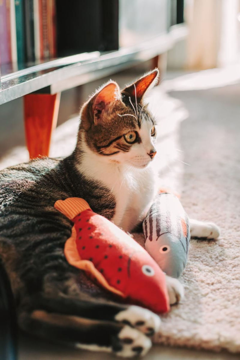 Pelúcia Peixe com Catnip Rosa