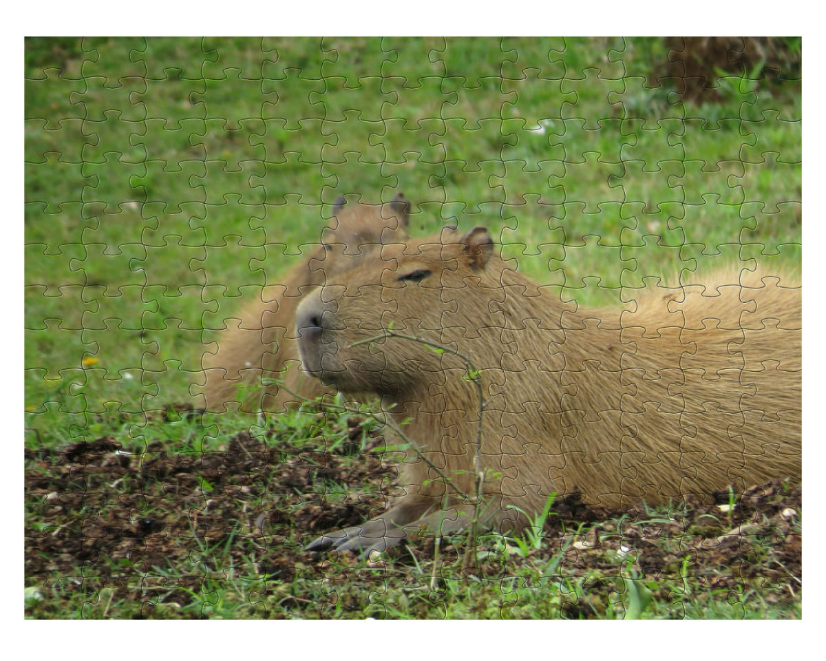 Quebra-cabeça de MDF Capivara de 300 peças