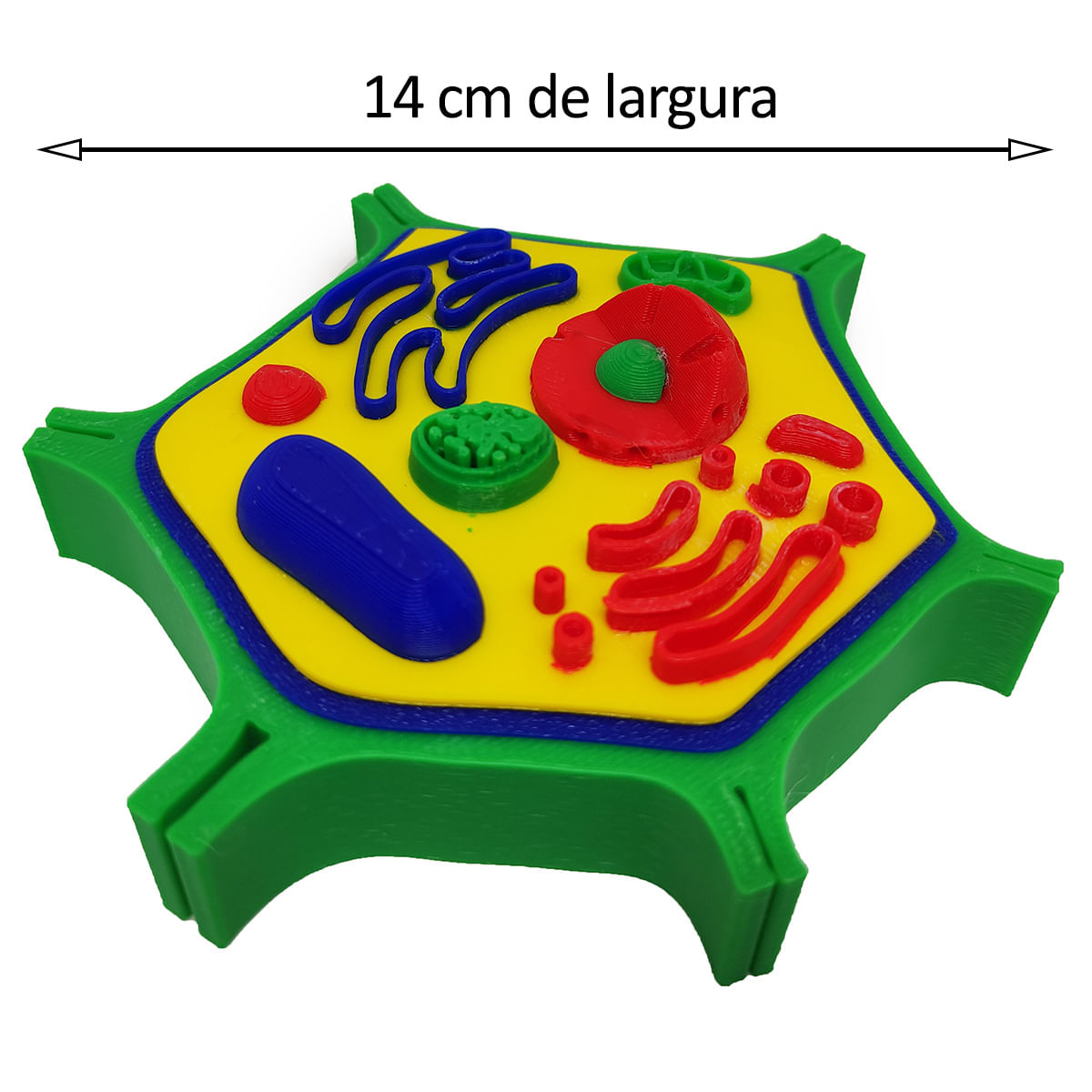 Célula Vegetal 14 cm Impressão 3d Maquete Biologia Citologia