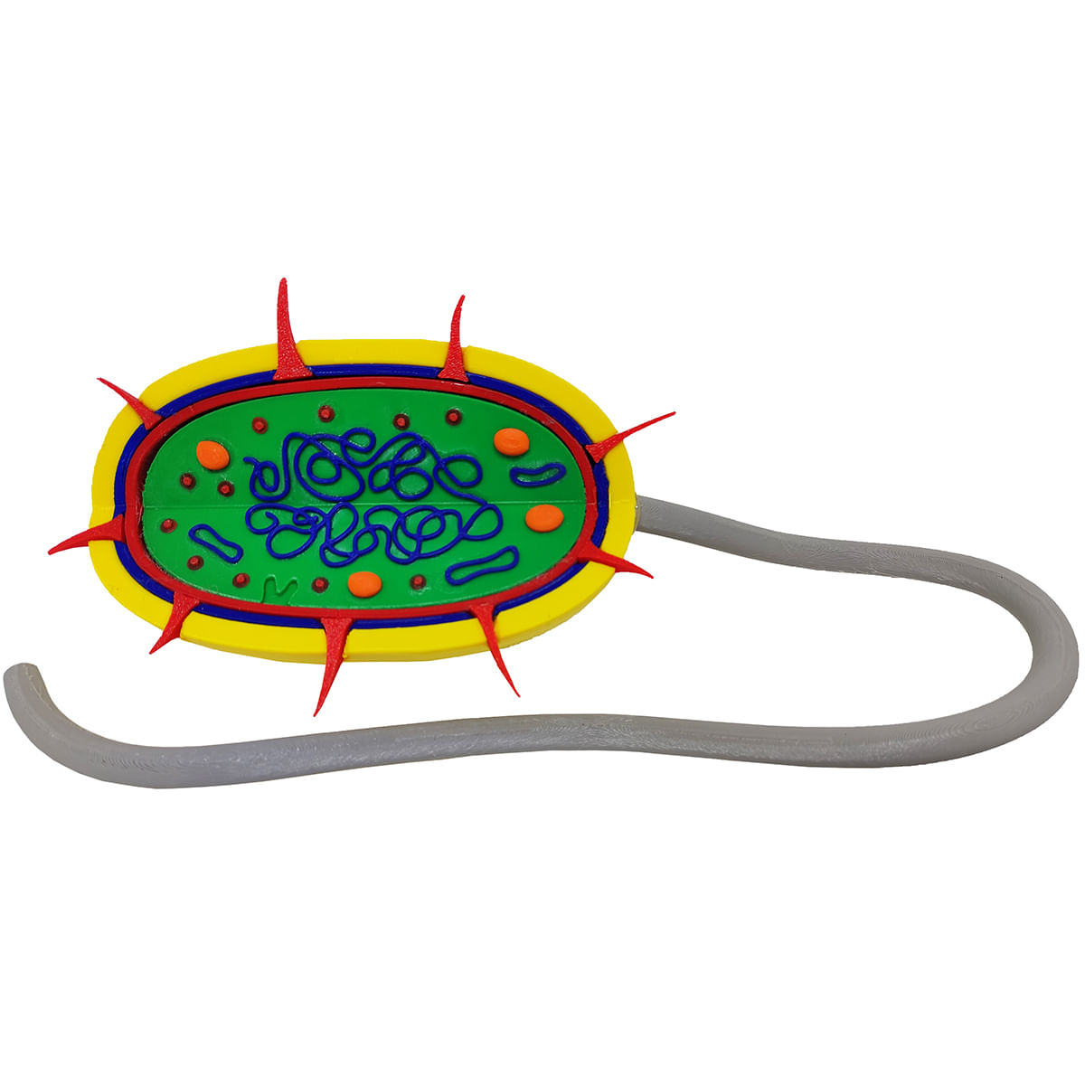 Célula Bactéria Procarionte 27 cm Impressão 3d Maquete Biologia Citologia