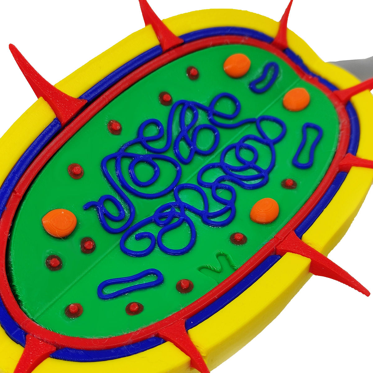 Célula Bactéria Procarionte 27 cm Impressão 3d Maquete Biologia Citologia