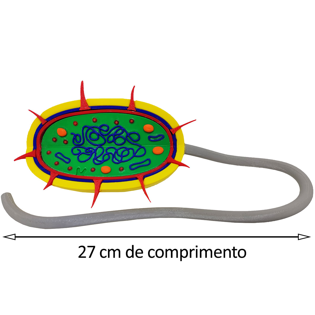 Célula Bactéria Procarionte 27 cm Impressão 3d Maquete Biologia Citologia