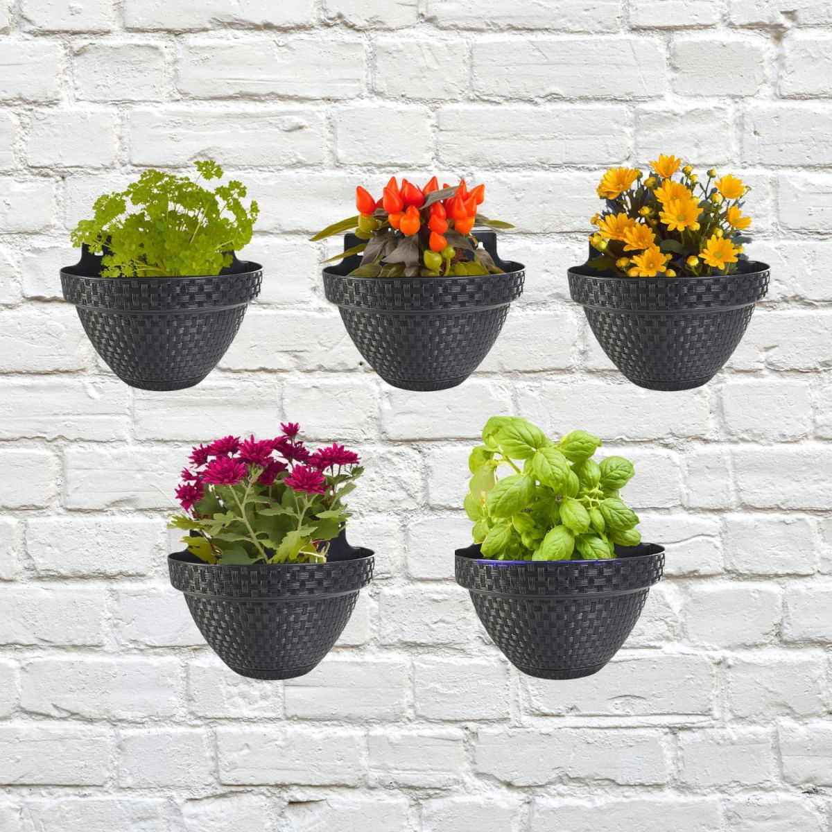 Vaso de Parede Preto Explore o Meia Lua Rattan de 3 Litros para Plantas e Flores Anti Dengue