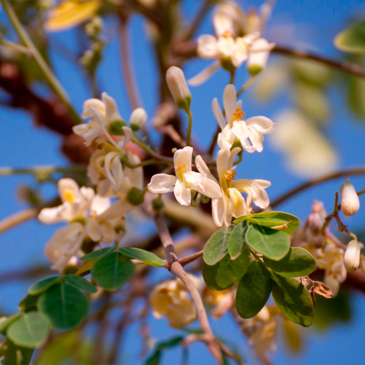 Chá de Moringa - Moringa oleifera - 50g