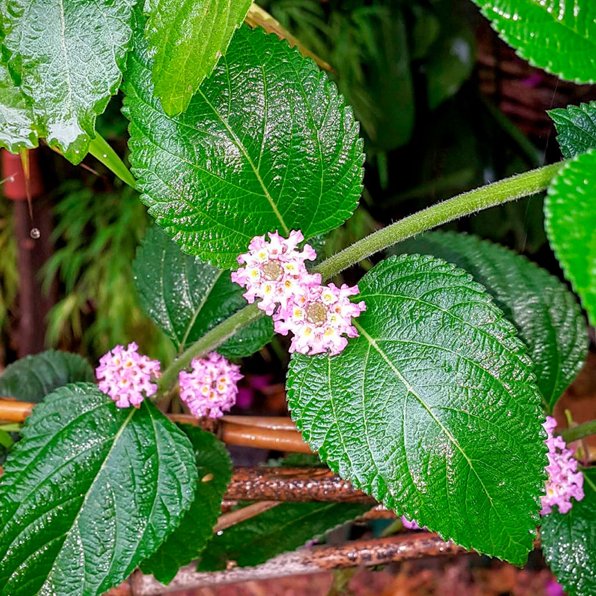 Chá de Erva Cidreira - Lippia geminata H.B.K.- 100g