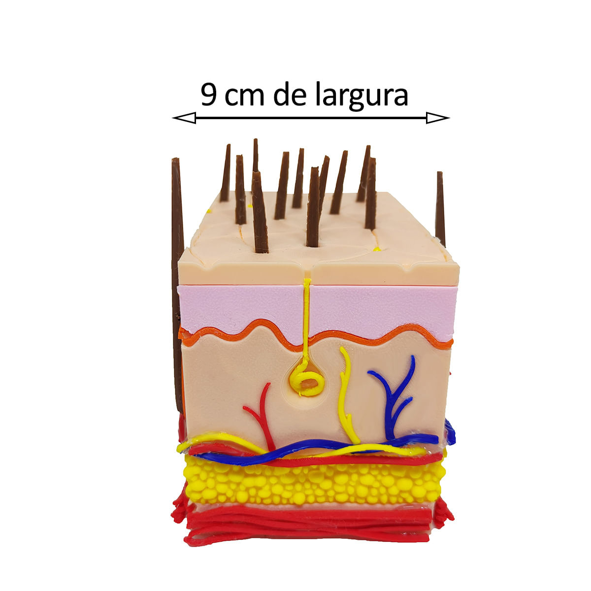 Corte Da Pele 3D Humana Ampliada Anatômico Modelo Anatomia Nervos Vasos Glândulas