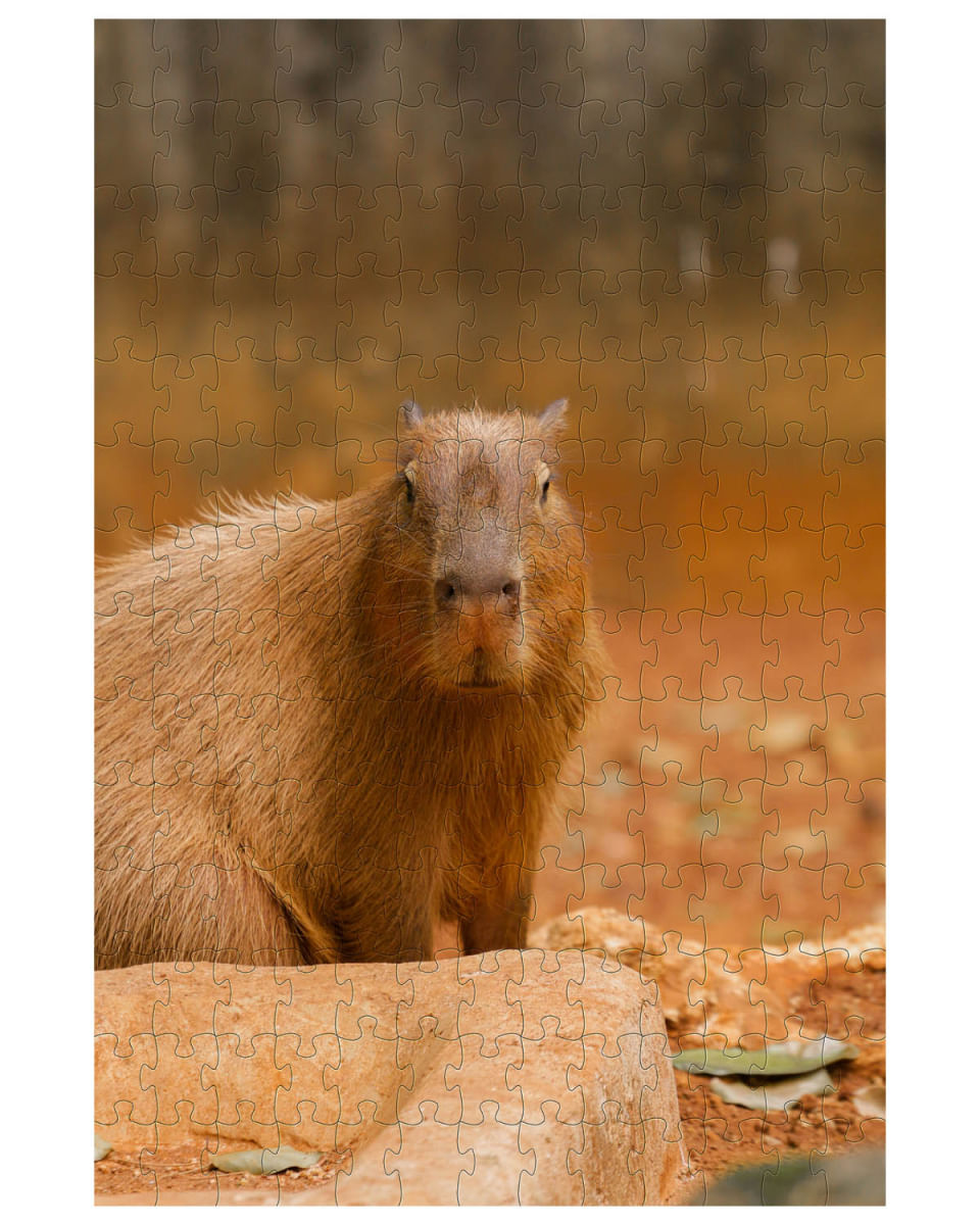 Quebra-cabeça Capivara de 300 peças