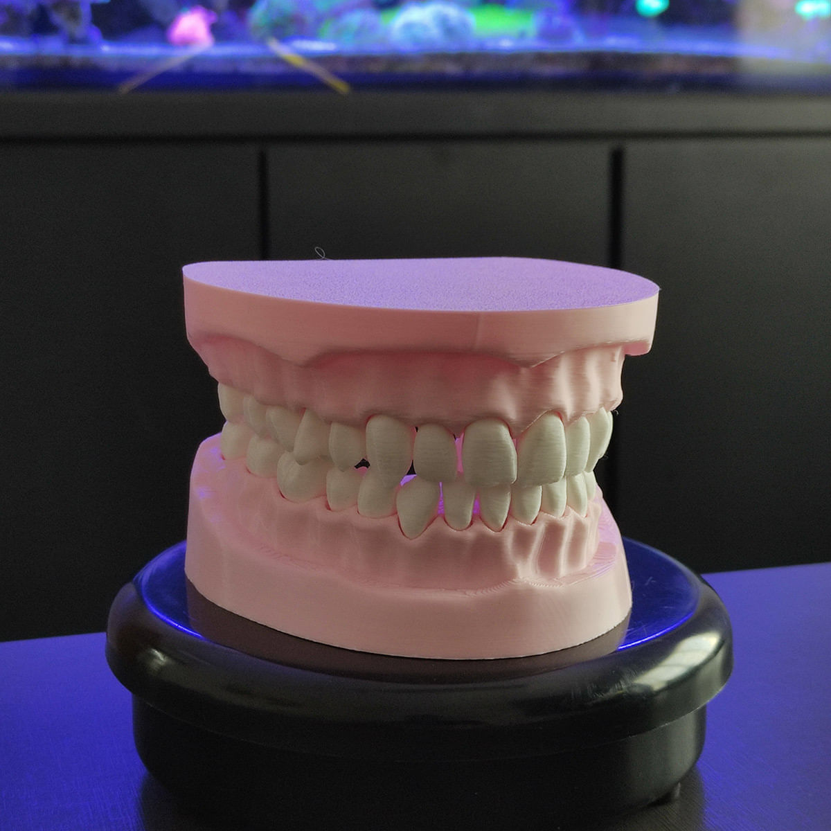 Arcada Dentária Modelo 3D Dente Gengiva Boca Anatomia