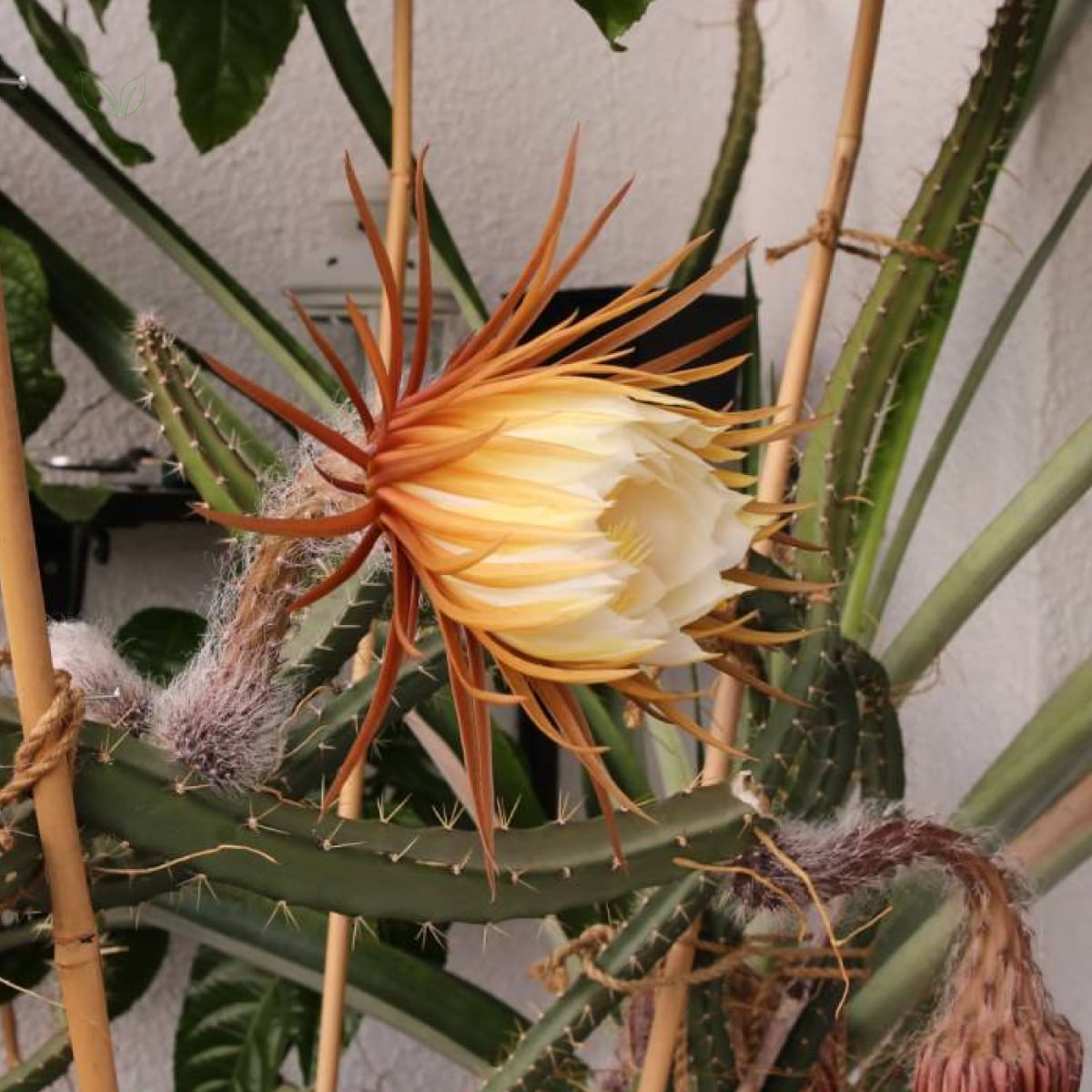 Chá de Cactus - Cereus Grandiflorus M. - 100g