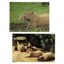 Kit 2 Quebra-cabeças Animais Capivaras De 60 Peças
