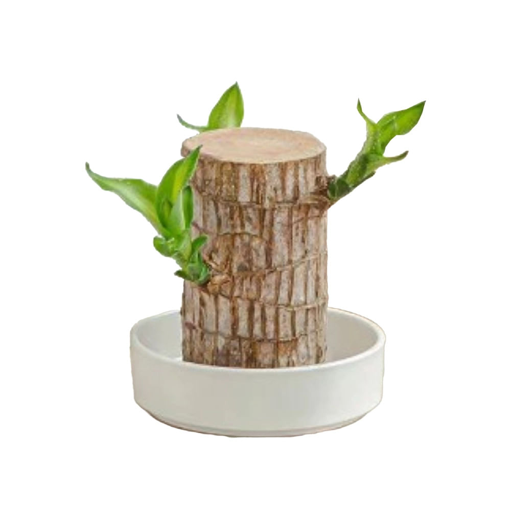 Bandeja Decorativa Cazza Organic em Cerâmica 20cm