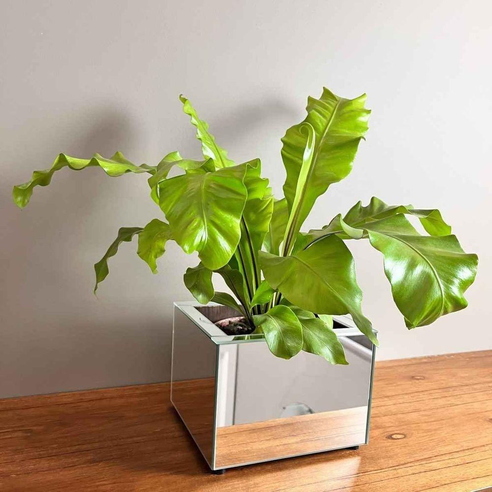 Vaso Espelhado Ivy Pequeno